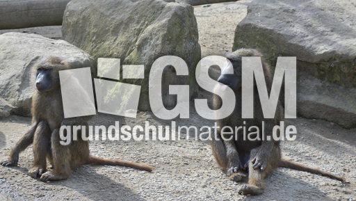 Grüner Pavian (1).jpg